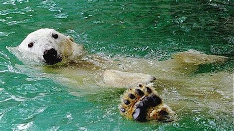 Murió el oso polar del Zoo de Buenos Aires por el calor y ...