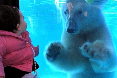 Murió el oso polar del zoológico de Buenos Aires a causa ...