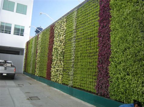 Muros Verdes naturales vs artificiales – Generación Verde