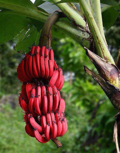 Musa acuminata  Red Dacca  : Red bananas | All about plant