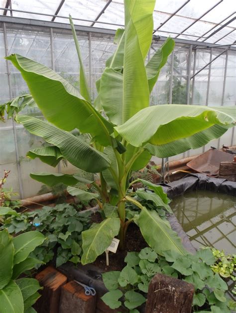 Musa acuminata – Dwarf Cavendish Banana | Tropical ...