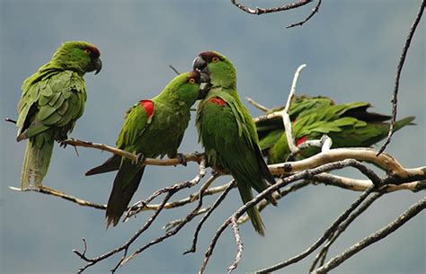 MUSAVE   Museo de las Aves de México | Reservas Naturales > El Taray