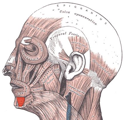 Músculo depresor del labio inferior   Wikiwand