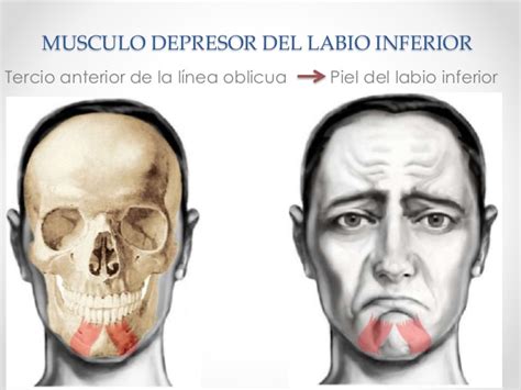 Musculos de la cara