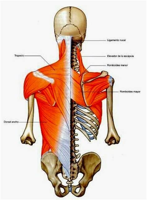 Músculos de la Espalda: Definición, anatomía, funciones ...