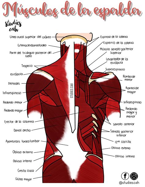 músculos de la espalda  ESPALDA  | Anatomía médica ...