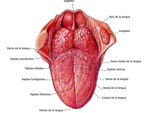 Músculos de la lengua: ¿cuáles son? Anatomía, funciones y más