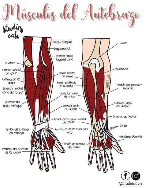 Músculos del Antebrazo | Anatomía médica, Anatomia y ...