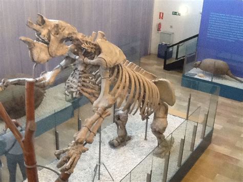 Museo Ciencias Valencia . Esqueleto de oso cavernario | Museos ...