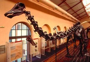 Museo de Ciencias Naturales de Madrid | Fósiles de dinosaurios