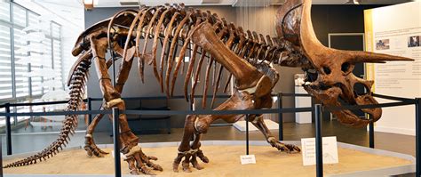 Museo del Institut Català de Paleontologia   Dinosaures ...
