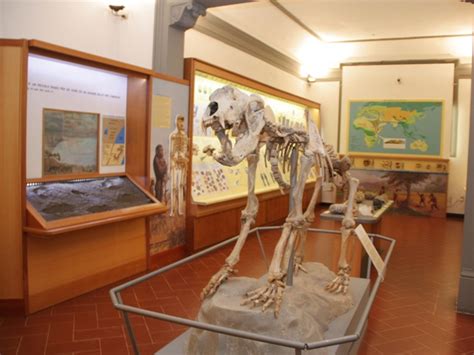Museo Paleontologico, conoscenza e gioco in sei pomeriggi ...