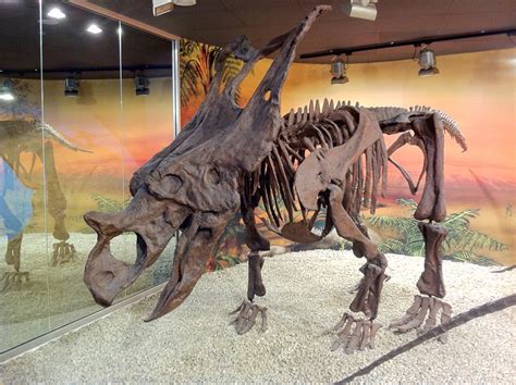 Museo Paleontológico de Elche   Cultura y Turismo