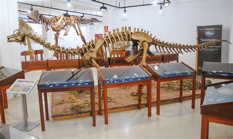 Museo Paleontológico | Turismo Estepona