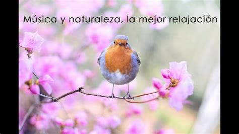 #musicarelajante Música relajante, sonidos de pájaros, sonidos de la ...