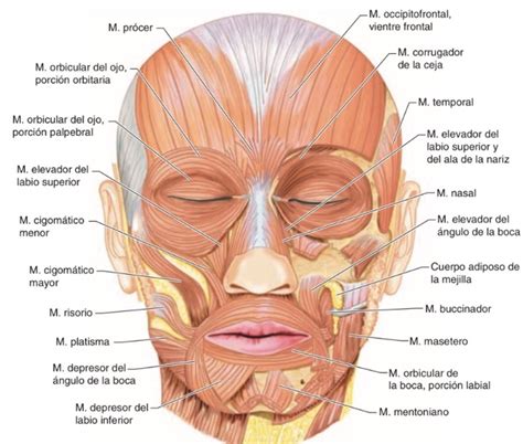 Músculos periorificiales de la boca