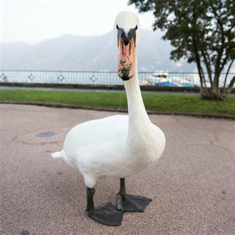 Mute Swan, Riva Vincenzo Vela, Lugano, Switzerland •  The ...
