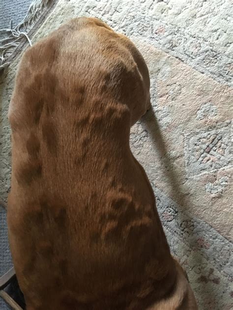 My 7 year old boxer has developed overnight multiple lumps ...