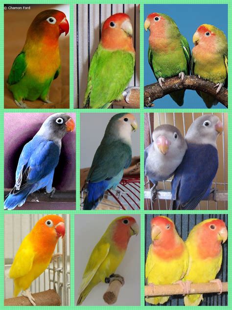 My African Love Birds | Love birds pet, Pet birds, Love birds