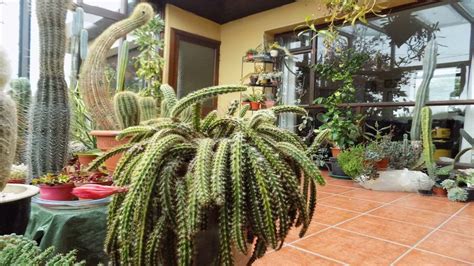 My Cacti & Succulent Indoor collection in Ireland UPDATE ...