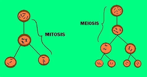 My Life : Division Celular, Mitosis y Meiosis...