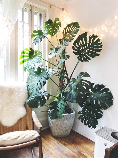 my monstera is so much happier on his moss pole! : houseplants