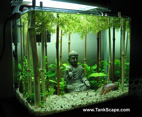 My Planted Buddha Betta Tank | Fish tank decorations, Cool fish tanks ...