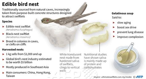 Myanmar s edible bird nest industry comes home to roost ...