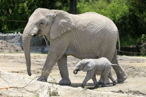 Nace cría de elefante en Africam Safari