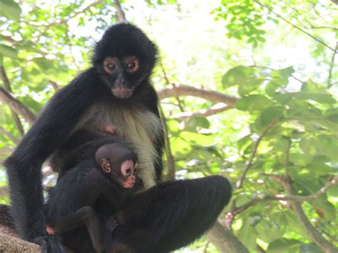 Nace cría de mono araña en el Cañón del Sumidero en Chiapas