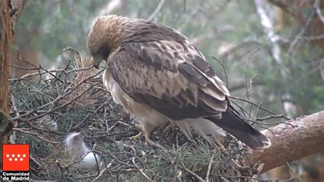 Nace el primer pollo de águila calzada en el Parque Nacional de la ...