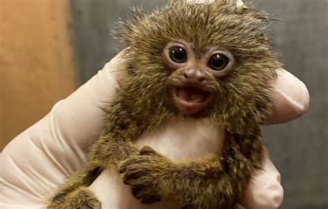 Nace en el Zoo de Jerez otra cría del mono más pequeño de...