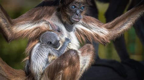 Nace en el Zoo una cría de mono araña, especie en peligro ...
