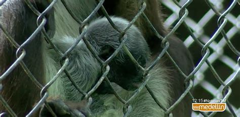 Nace en zoológico de Medellín un mono araña, especie en ...