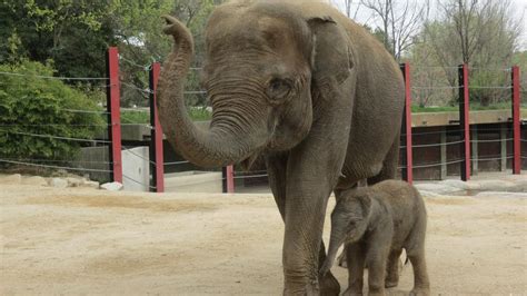 Nace la segunda cría de elefante asiático de Sumatra en el ...