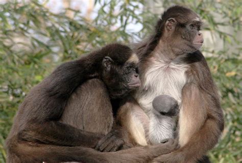 Nace la segunda cría de mono araña en el Zoo de Barcelona
