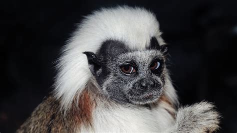 Nace mono tití cabeciblanco en zoológico de Guadalajara » Centro ...