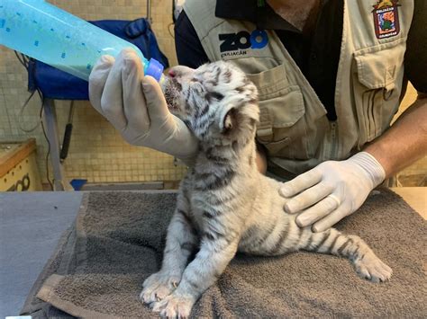 Nace tigre blanco en Zoológico de Culiacán   Prensa Animal