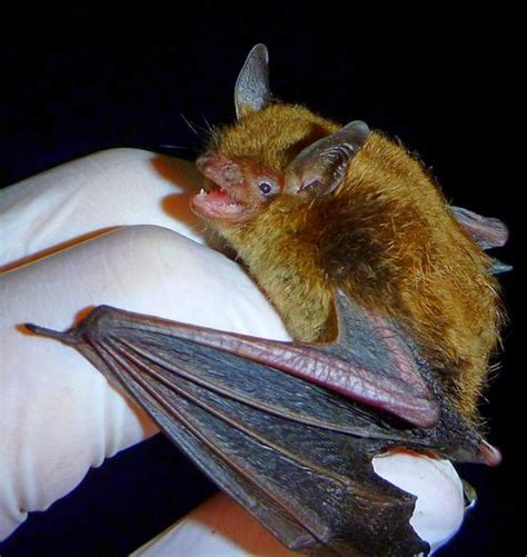 Nace un mito: los murciélagos comen mosquitos | Estiércoles