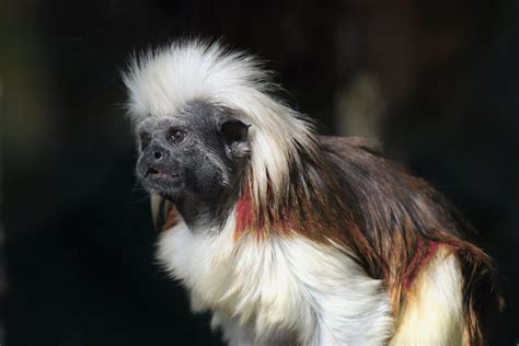 Nace un mono Tití en el Zoológico de Guadalajara; luchan ...