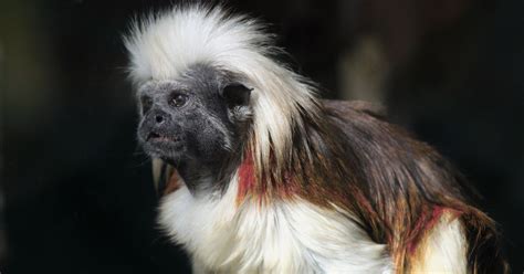 Nace un mono Tití en el Zoológico de Guadalajara; luchan para que no se ...