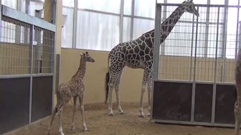 Nace una cría de jirafa en peligro de extinción en el Zoo ...
