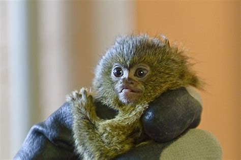 Nace una cría del mono más pequeño del mundo en el Zoo de Jerez