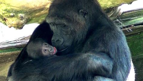 Nace una nueva cría de gorila en el Zoo de Barcelona