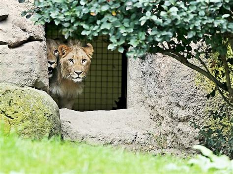 Nach Ausbruch im Zoo von Leipzig einer von zwei Löwen getötet | 1815.ch