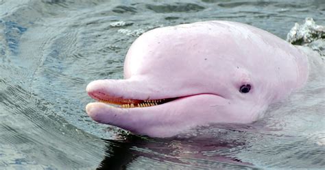 Nació una cría de delfín rosado: es una esperanza para la ...