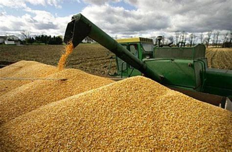 Nada cambia en el sector cerealista: Los precios siguen a la baja ...
