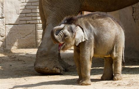 Name for Baby Elephant at Leipzig Zoo | International German School HCMC