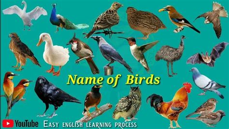 Name of Birds |Birds Name Hindi & English language |Birds ...
