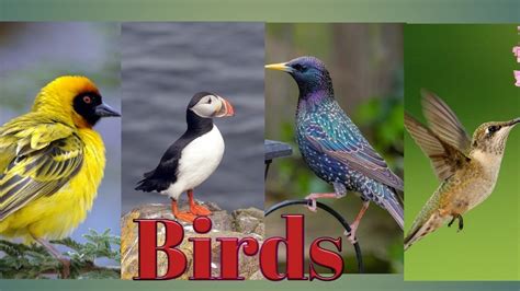 Name of birds/ birds name in English   YouTube